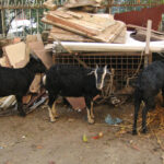 Creative Ways to Donate for Eid Ul Adha