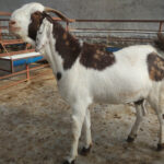 Let's Make Your Qurbani Donation Count