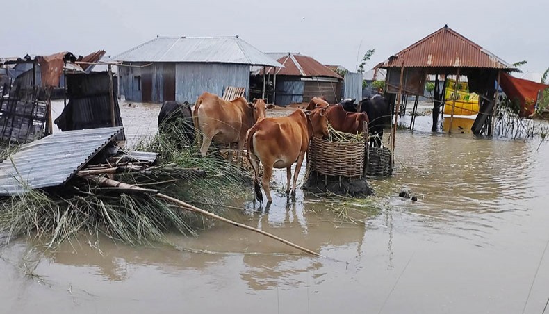 How Do Floods Affect Animals in Bangladesh