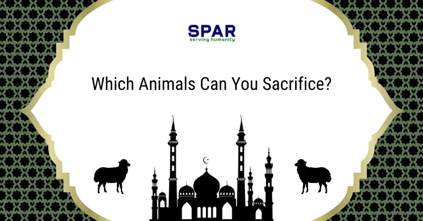 Which Animals Can You Sacrifice?