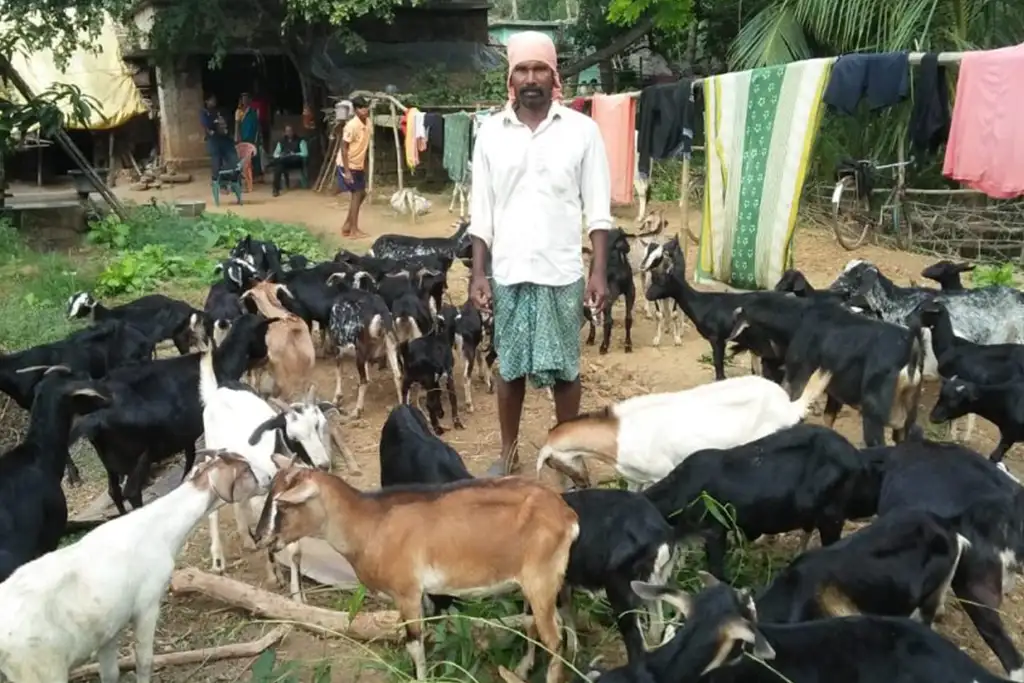 Be a part for arranging Livestock Support for livelihood support