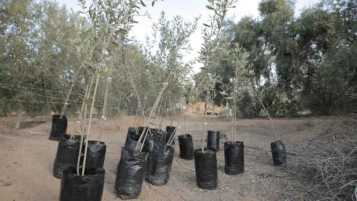 Plant 5 Tree as Sadaqa Jaria at Friday with $10